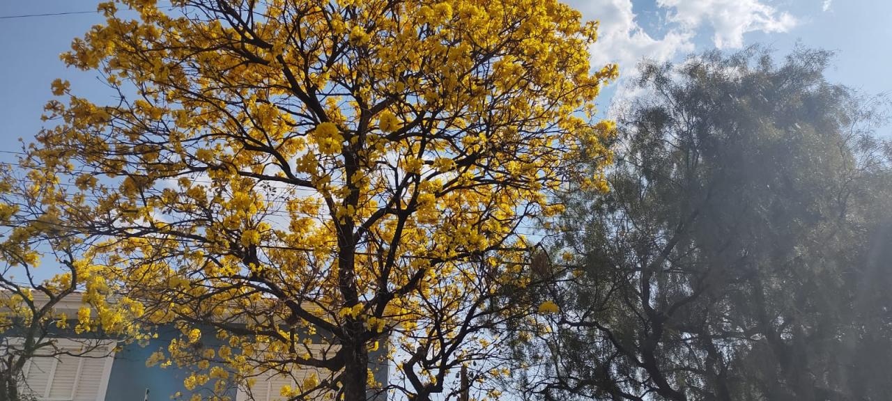 Foto 26 de 31 — Florada dos ipês dá novo colorido a Araraquara e internautas enviam fotos; veja